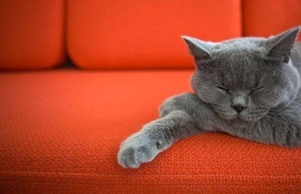 Кот британец на диване