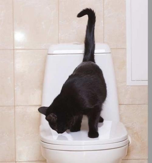 Приучение кота к туалету