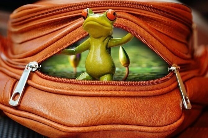 Лягушка путешественница с чемоданом