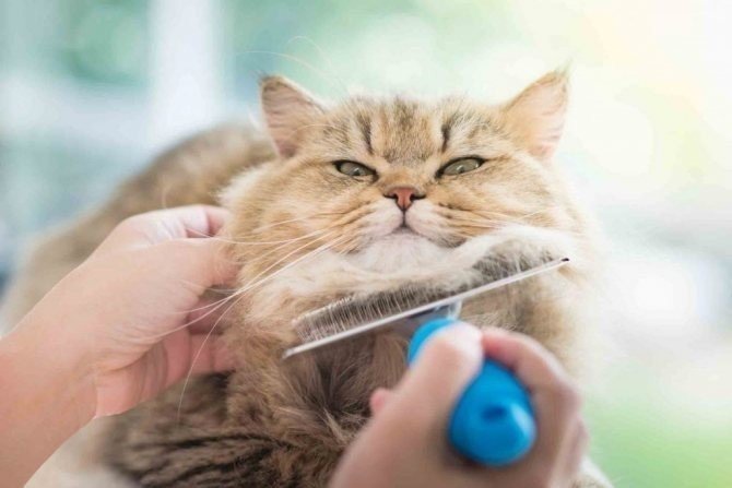 Подстриженная кошка