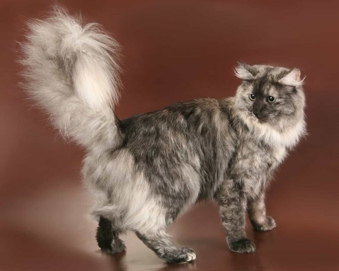 Сибирский длинношерстный кот