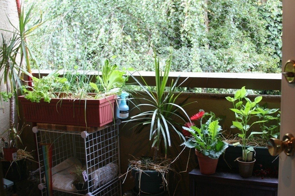 Растения живущие на балконе