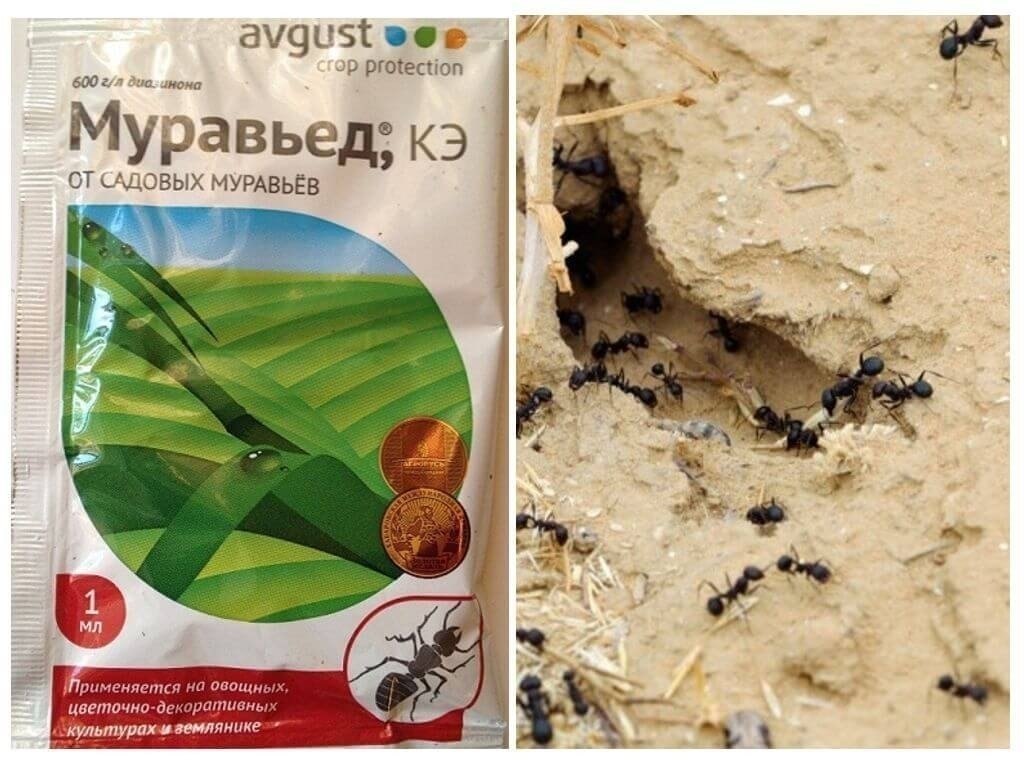 Муравьед кэ от садовых муравьев