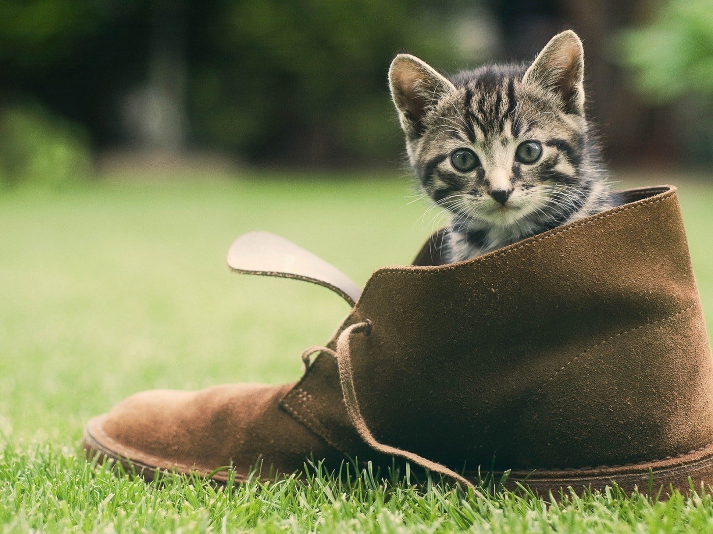 Бездомный котенок с ботинком