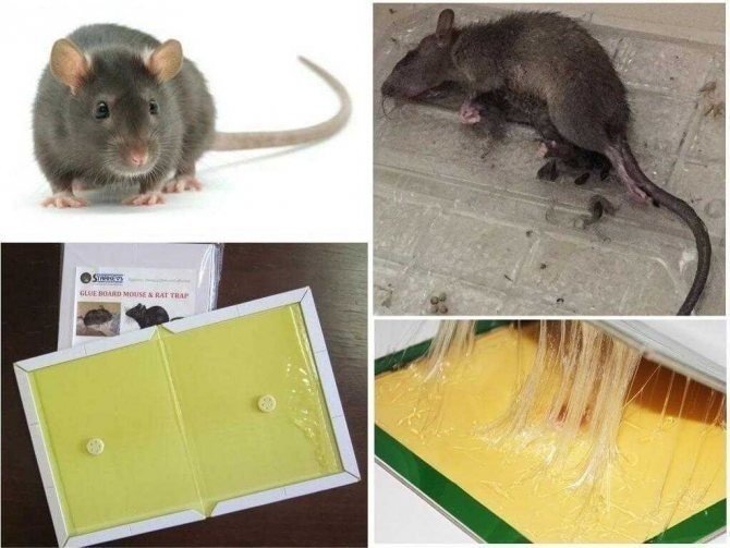 Клей от мышей и крыс