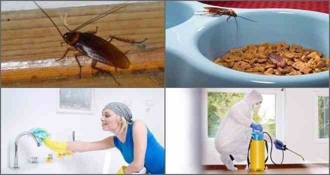 Самое эффективное средство от тараканов