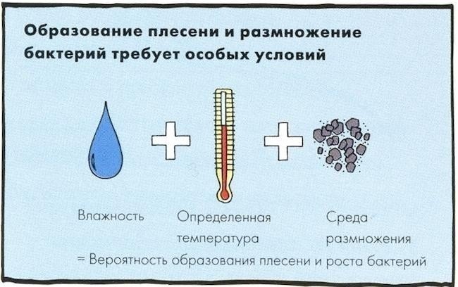 Бесполое размножение бактерий