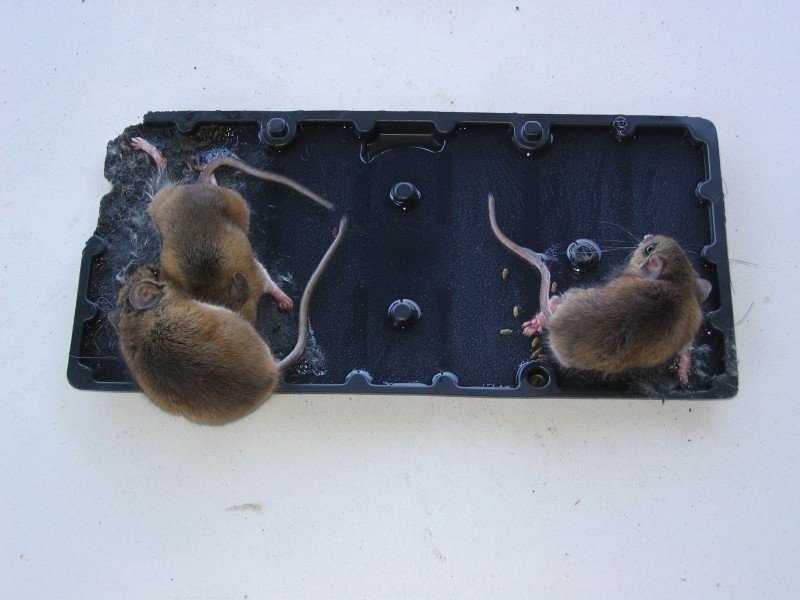 Мышь против крысы