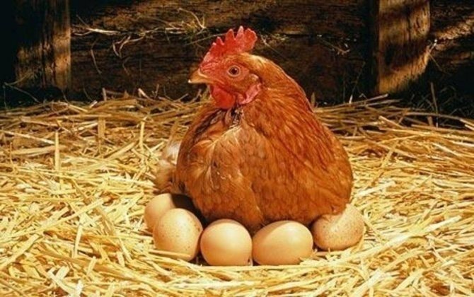 Курица несушка с яйцами