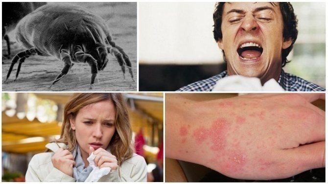 Клещи домашней пыли аллерген