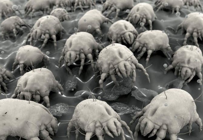 Пылевые клещи под микроскопом