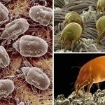 Эффективные методы борьбы с пылевыми клещами и фото этих насекомых под микроскопом