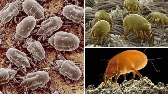Эффективные методы борьбы с пылевыми клещами и фото этих насекомых под микроскопом