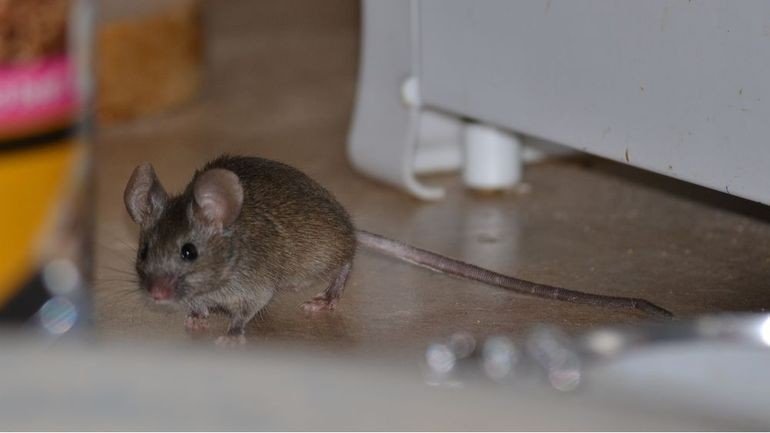 Мышь домовая в доме