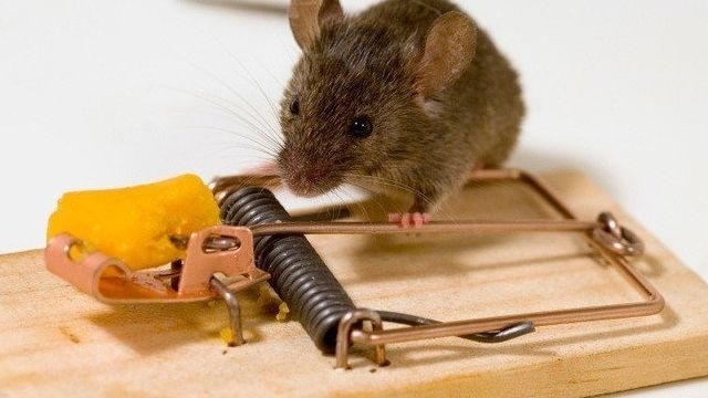 Как избавиться от мышей: хорошие способы уничтожения грызунов
