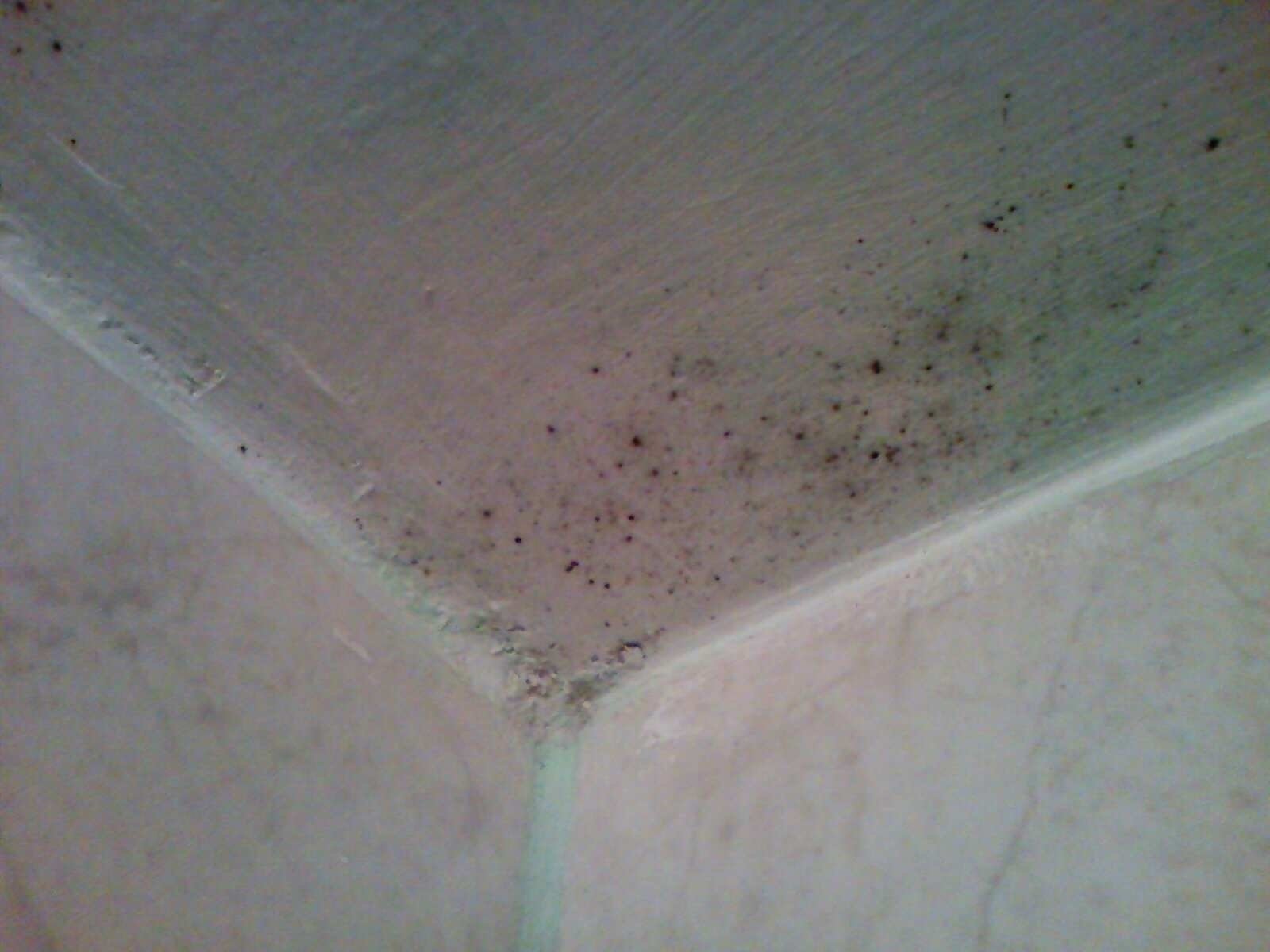 Грибок на потолке в ванной